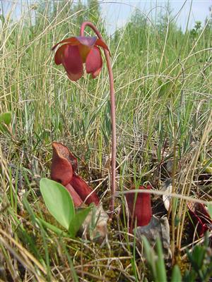 Plants of the Boreal Forest