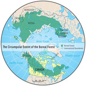 The boreal forest